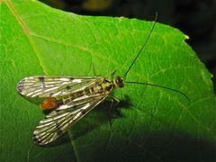 Eine zweite, seltenere Art der Skorpionsfliege (Panorpa germanica), heute das erste Mal hier gesehen