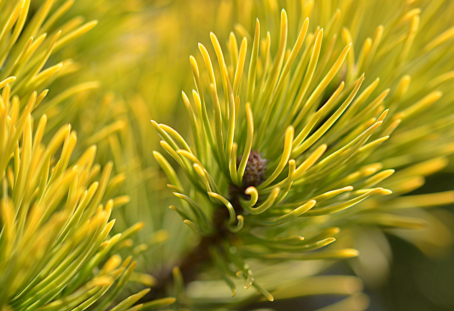 Eine Zwergkiefer "Wintergold" - Pinus mugo