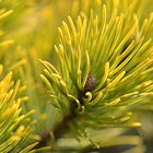 Eine Zwergkiefer "Wintergold" - Pinus mugo