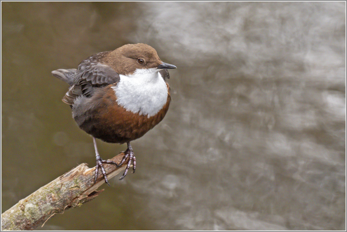 Eine zww-Wasseramsel...