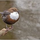 Eine zww-Wasseramsel...