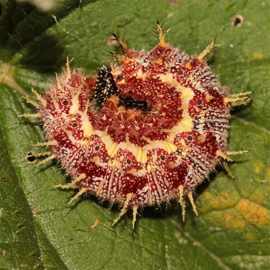 EineganzhelleRaupedesAdmirals(Vanessa.atalanta)