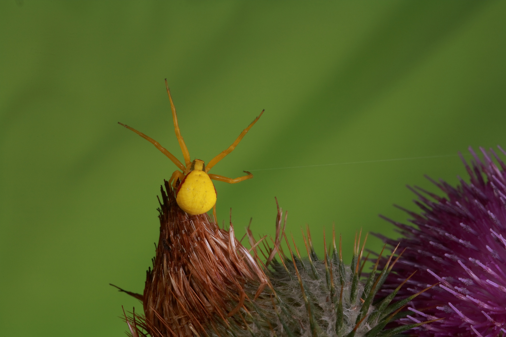 EineGelbe Krabbenspinne spinnt.