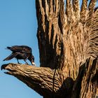 Einem Adler auf der Nase    DSC_1127