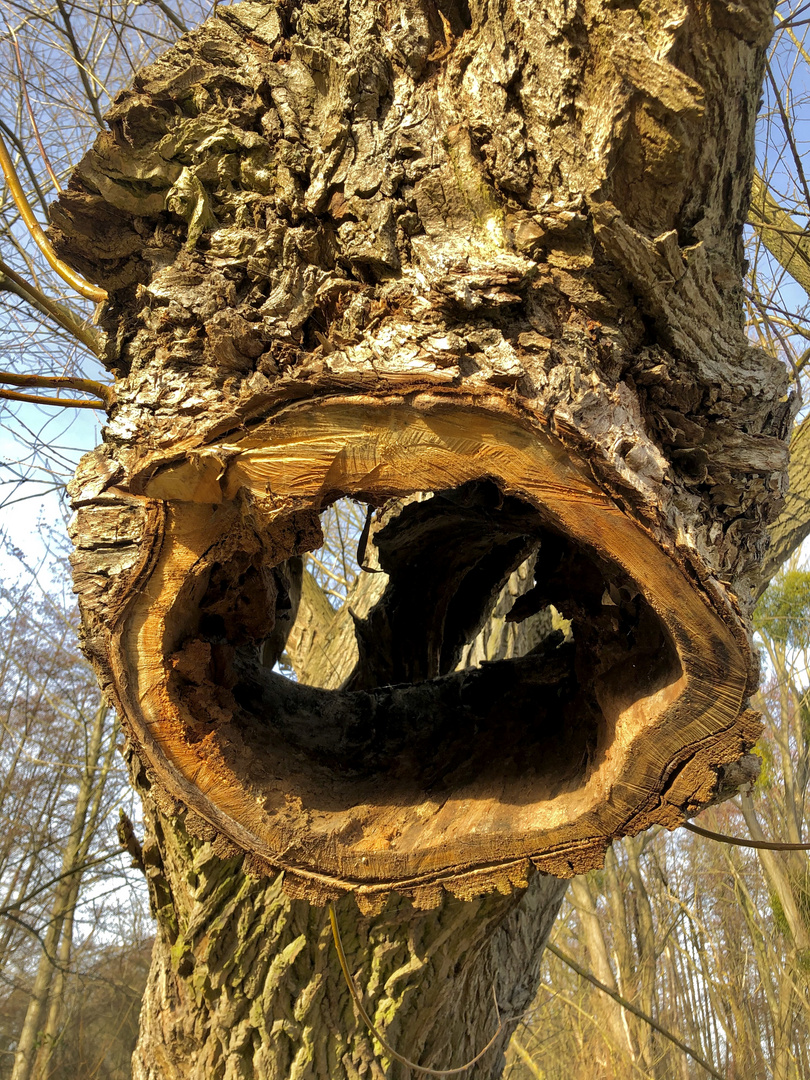 Einem Baum ins Maul geschaut. 