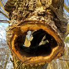 Einem Baum ins Maul geschaut. 