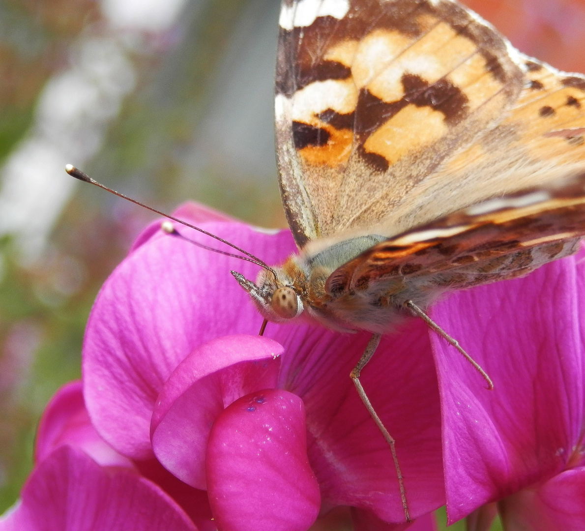 Einem Distelfalter (Vanessa cardui) ganz nah