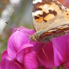 Einem Distelfalter (Vanessa cardui) ganz nah