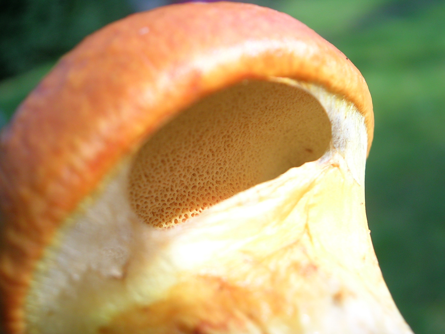 Einem goldgelben Lärchenröhrling (Suillus grevillei) unter das Velum geschaut