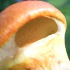 Einem goldgelben Lärchenröhrling (Suillus grevillei) unter das Velum geschaut