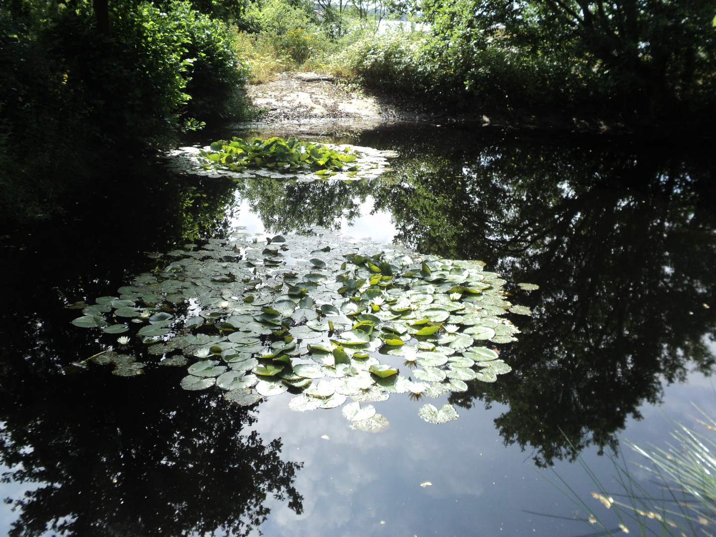 Einem ruhigen Teich