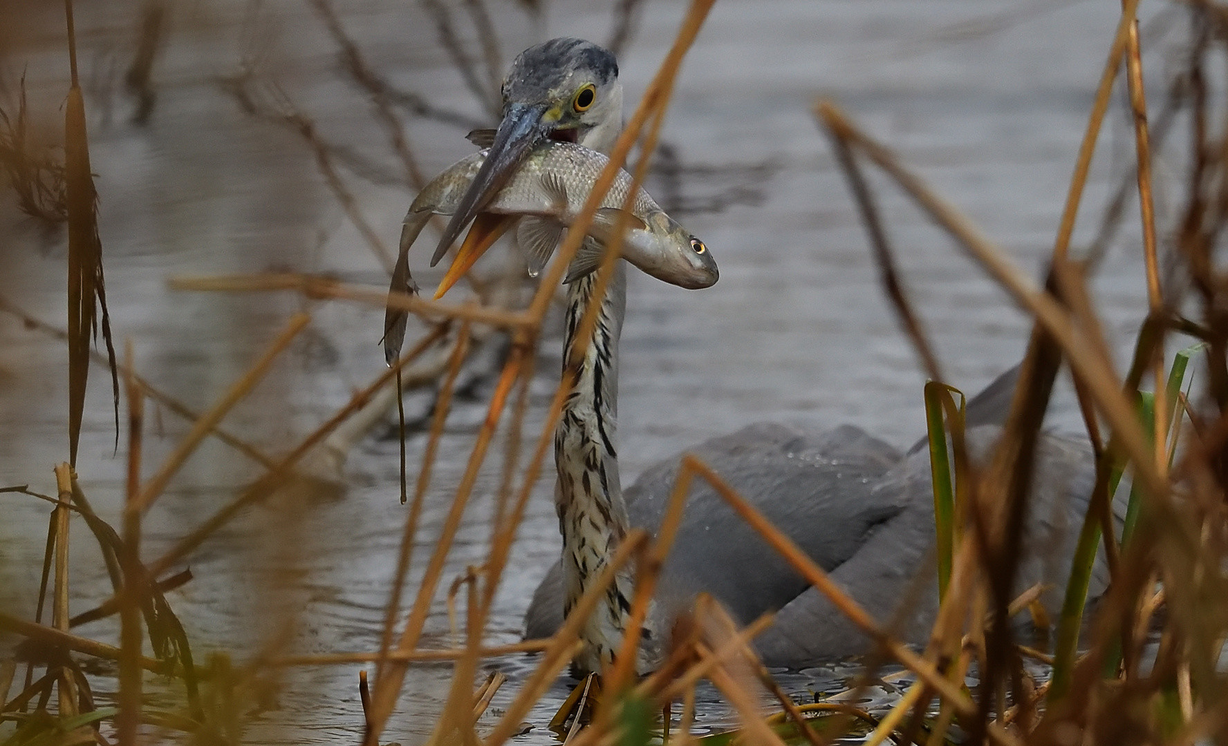 ---einem Seeadler weggeschnappt !?