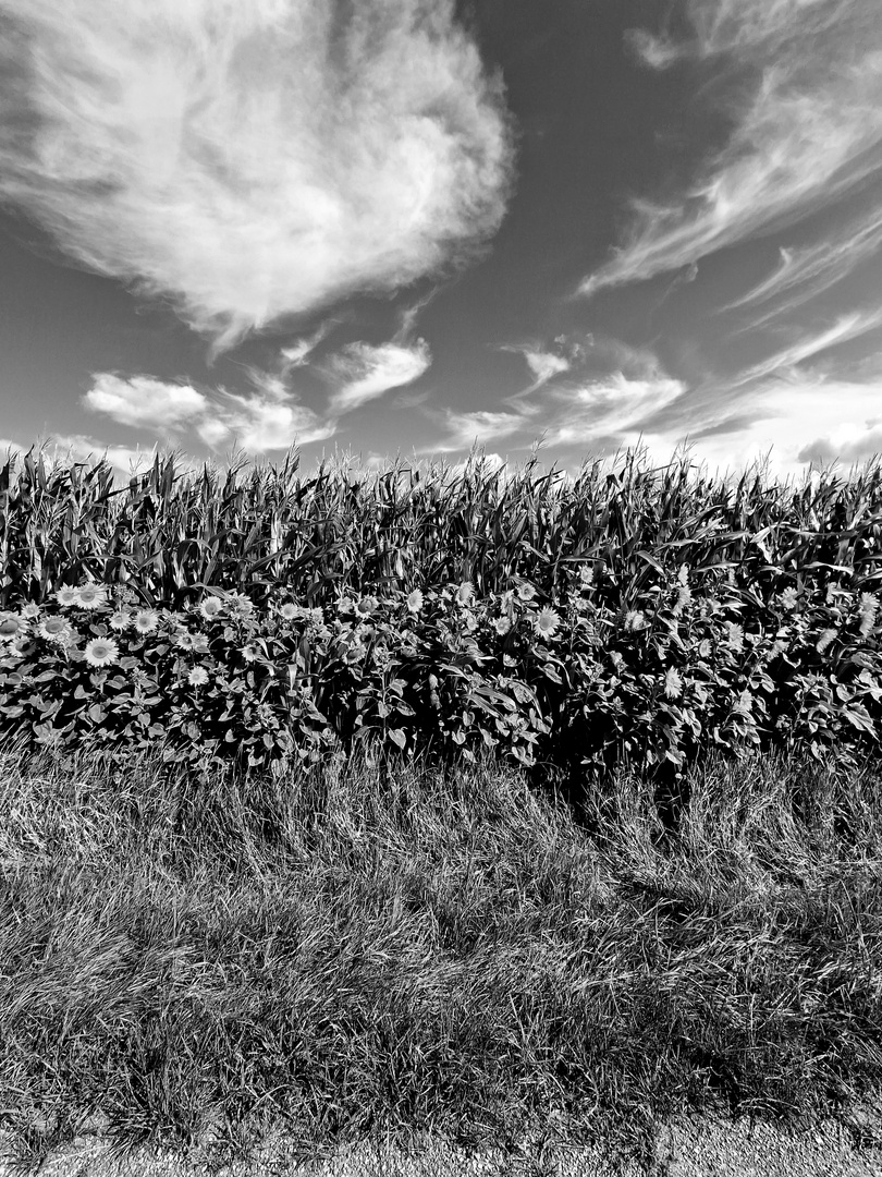 Einem Sonnenblumen-Feld... 