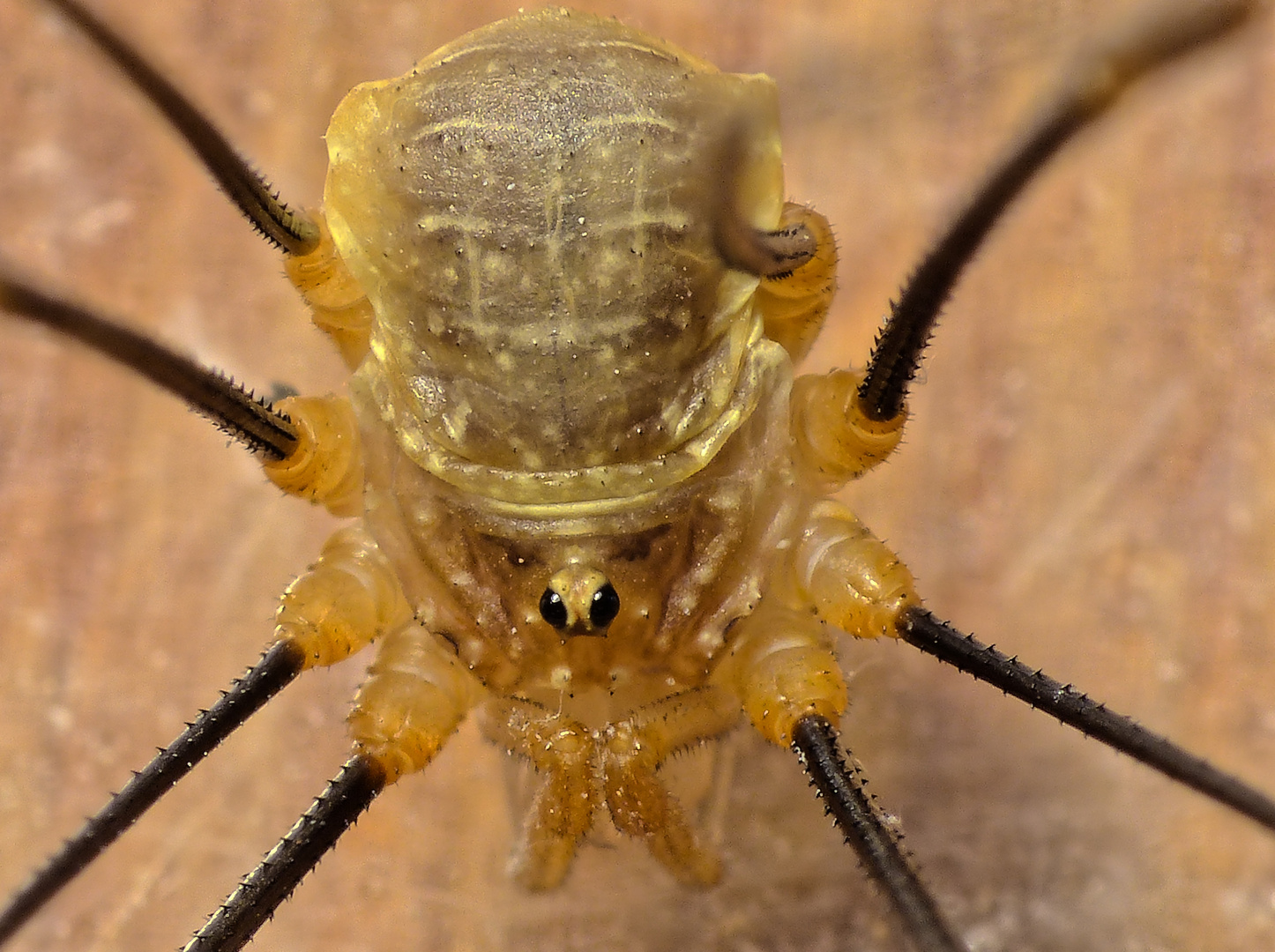 Einem Weberknecht (Opilio canestrinii) in die Augen geschaut