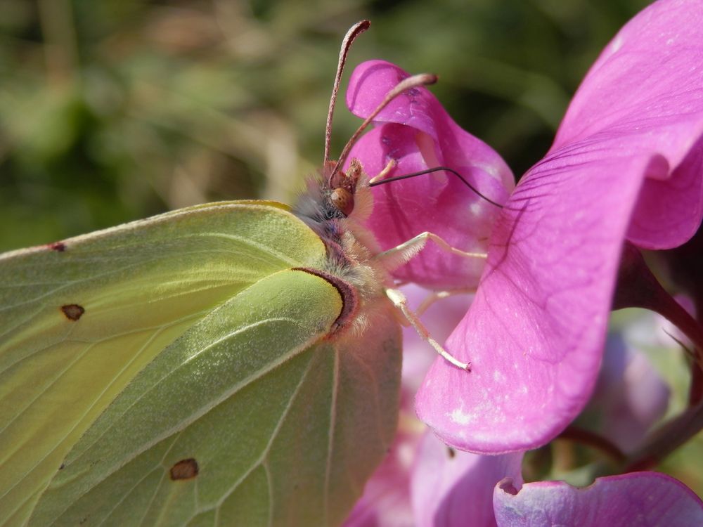 Einem Zitronenfalter (Gonepteryx rhamni) ganz nah