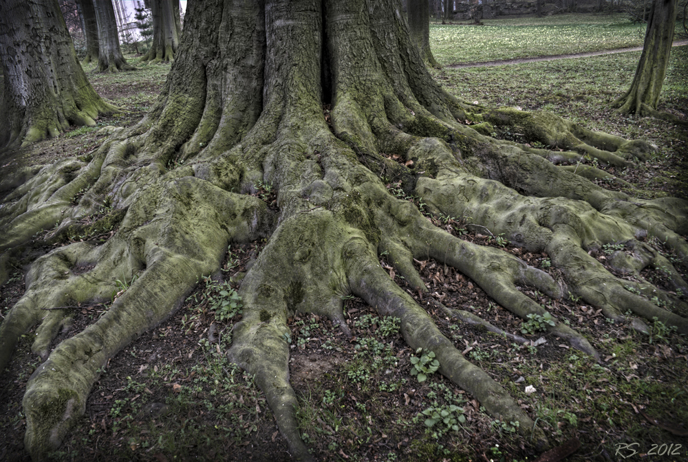 Einen alten Baum ...