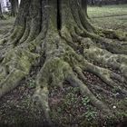 Einen alten Baum ...