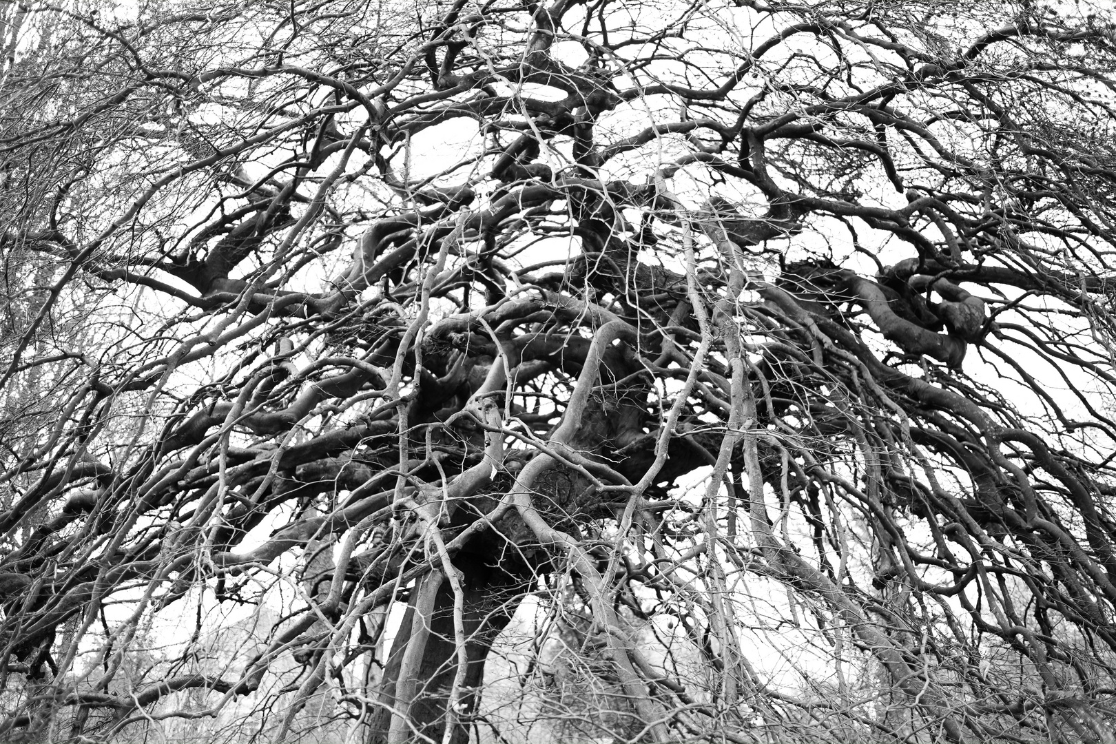 Einen alten Baum verpflanzt man nicht