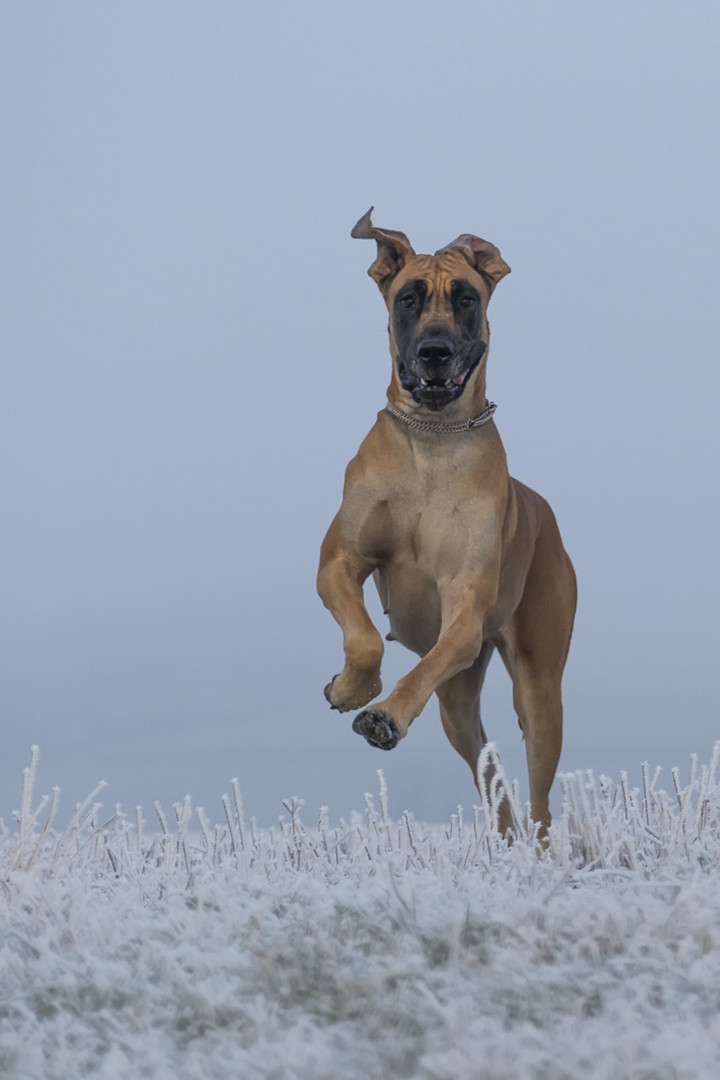 Einen Anflug....