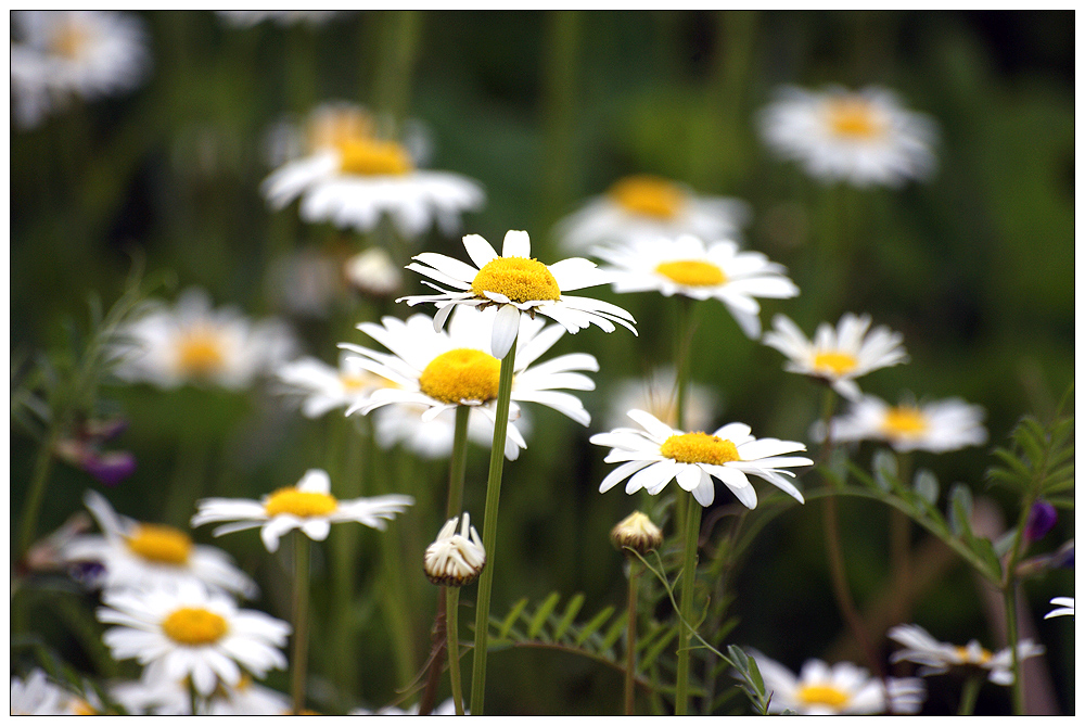 Einen Arm voll Margeriten...