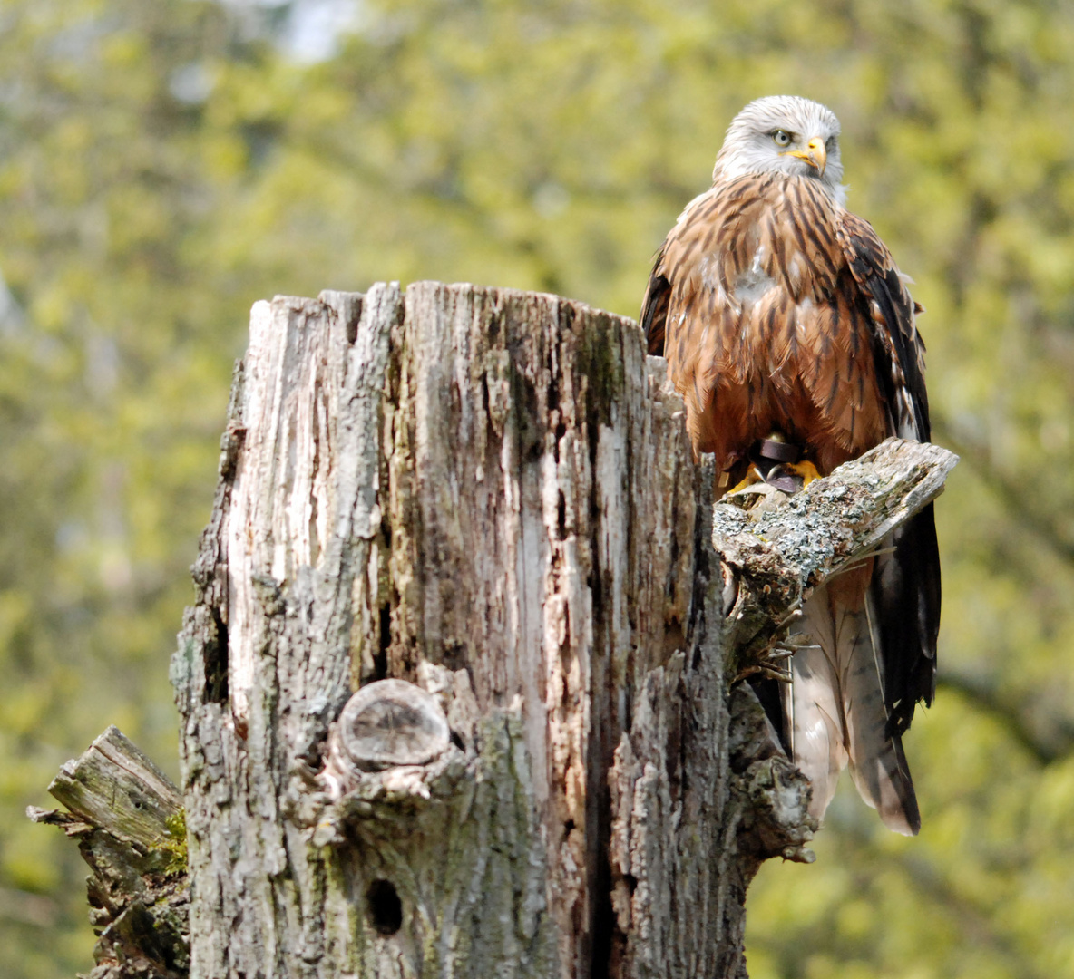 Einen aus dem Wilpark Edersee ohne Gitter