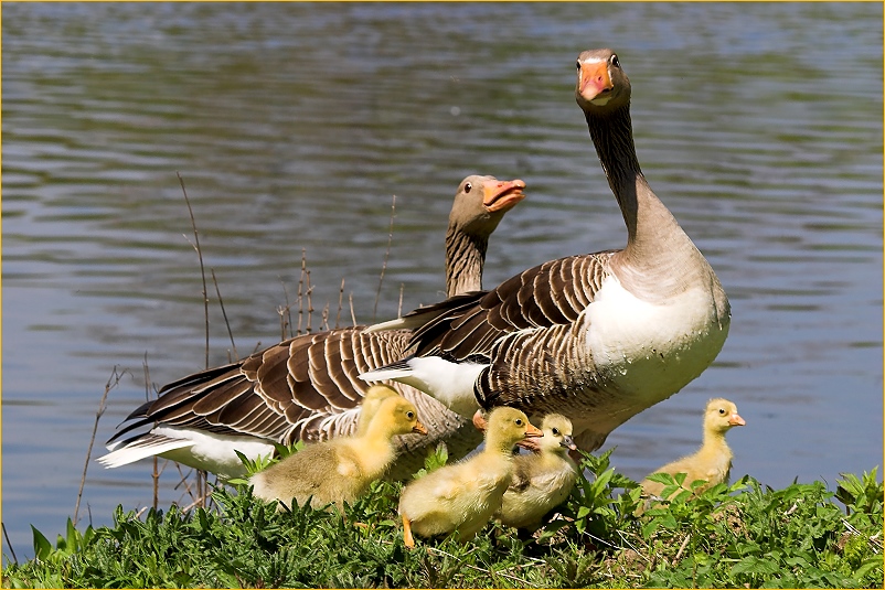 Einen Ausflug im Gänsemarsch...