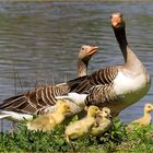 Einen Ausflug im Gänsemarsch...