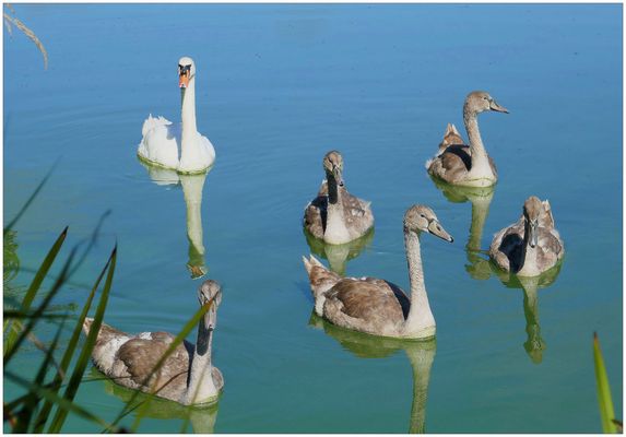 Einen Ausflug zu Wasser