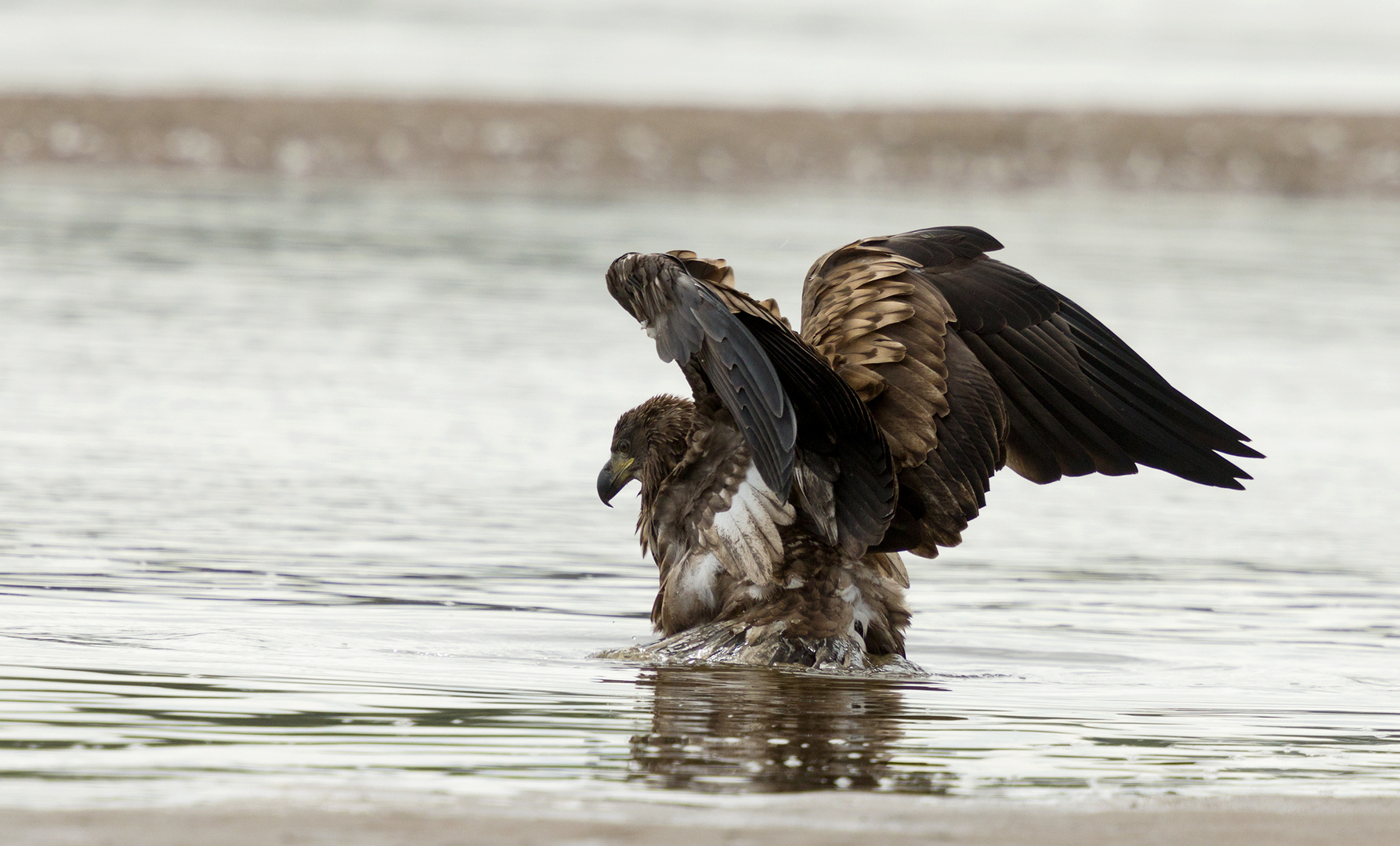 Einen badenden Wildlife-Seeadler...