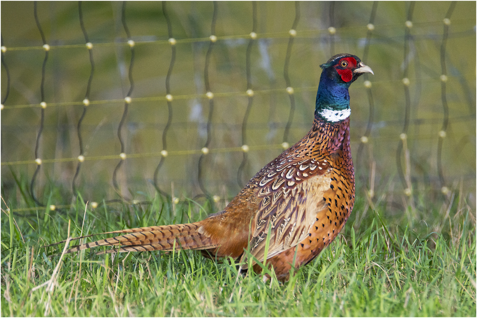 Einen besonders klugen Eindruck machte der Fasanenhahn (Phasianus colchicus) . . . 