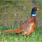 Einen besonders klugen Eindruck machte der Fasanenhahn (Phasianus colchicus) . . . 