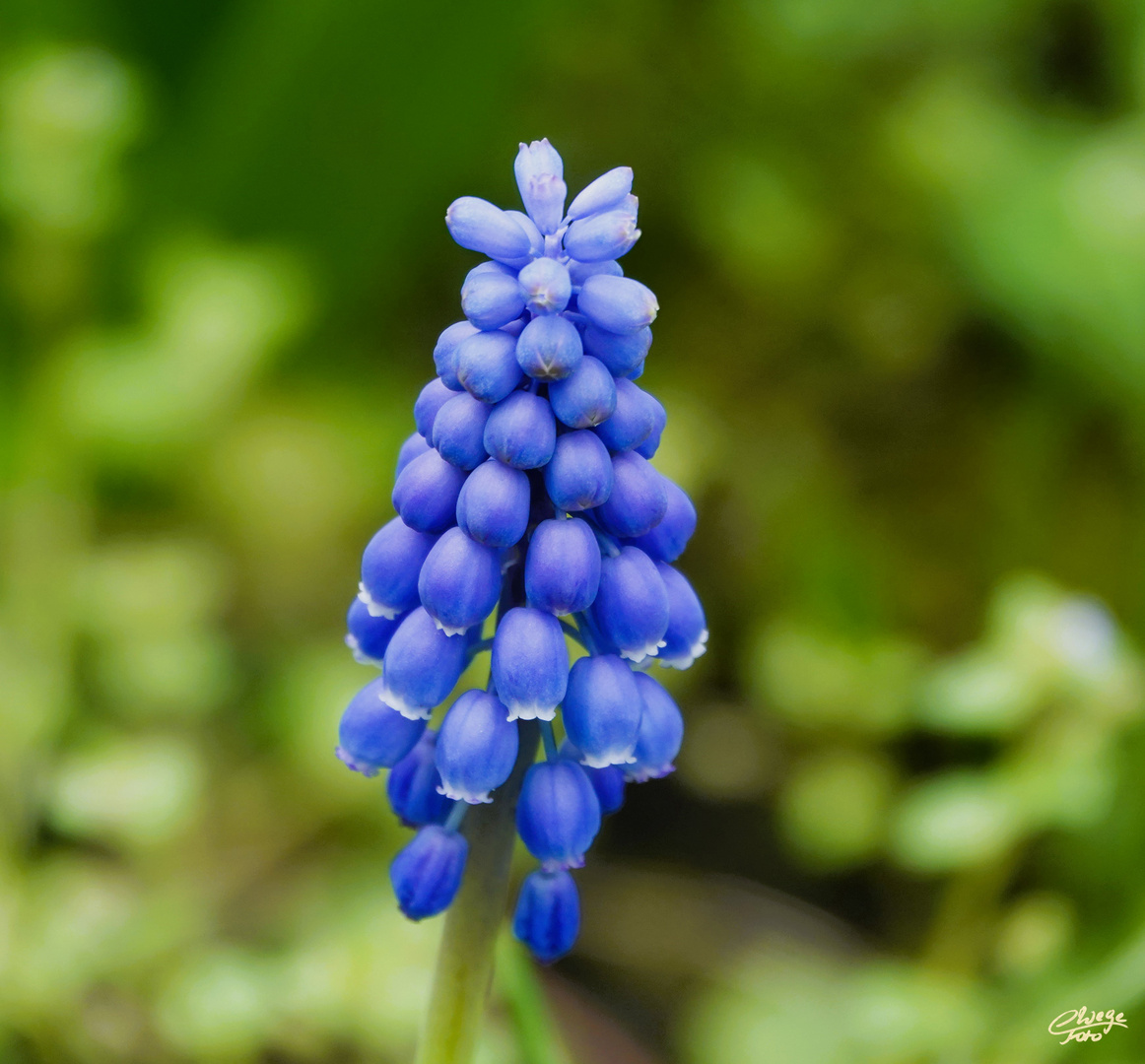 Einen blauen Montagsgruß...