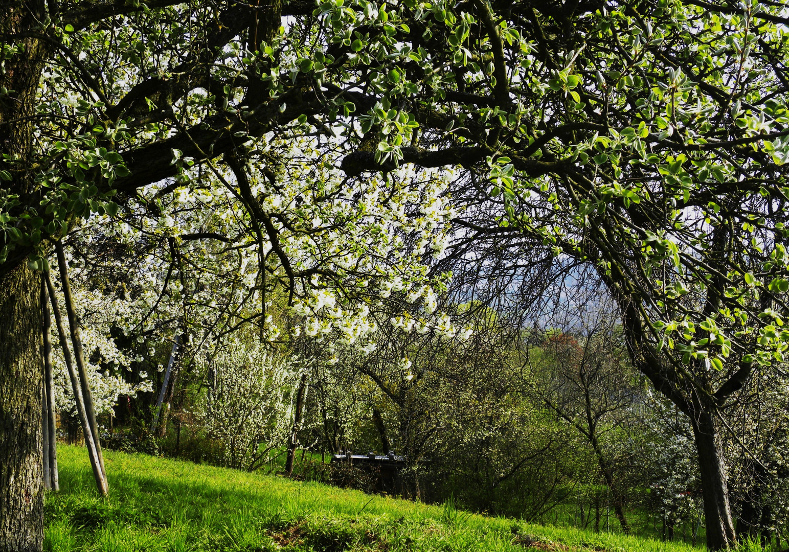 einen Blick in den Frühling