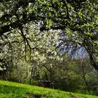 einen Blick in den Frühling