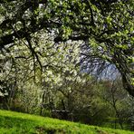 einen Blick in den Frühling