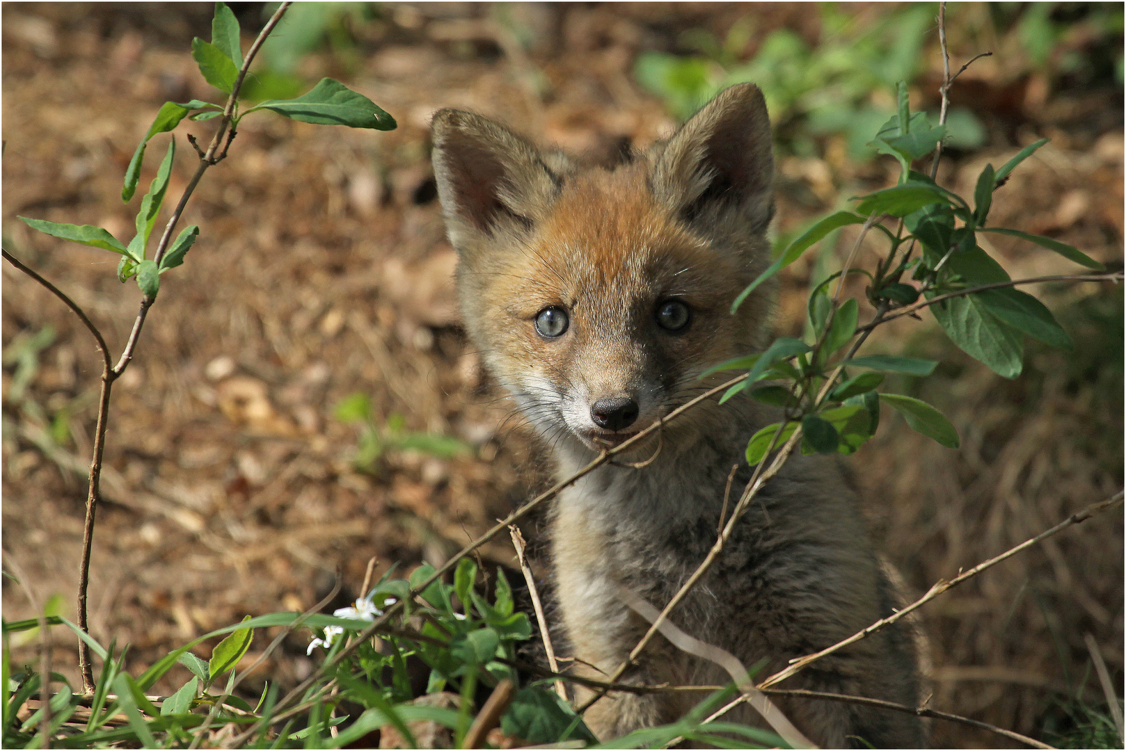 Einen Blick riskier ich noch (Junger Fuchs)