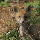 Einen Blick riskier ich noch (Junger Fuchs)