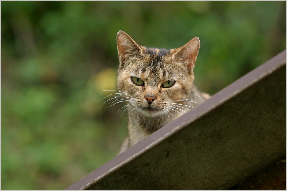 Einen Blick riskieren............