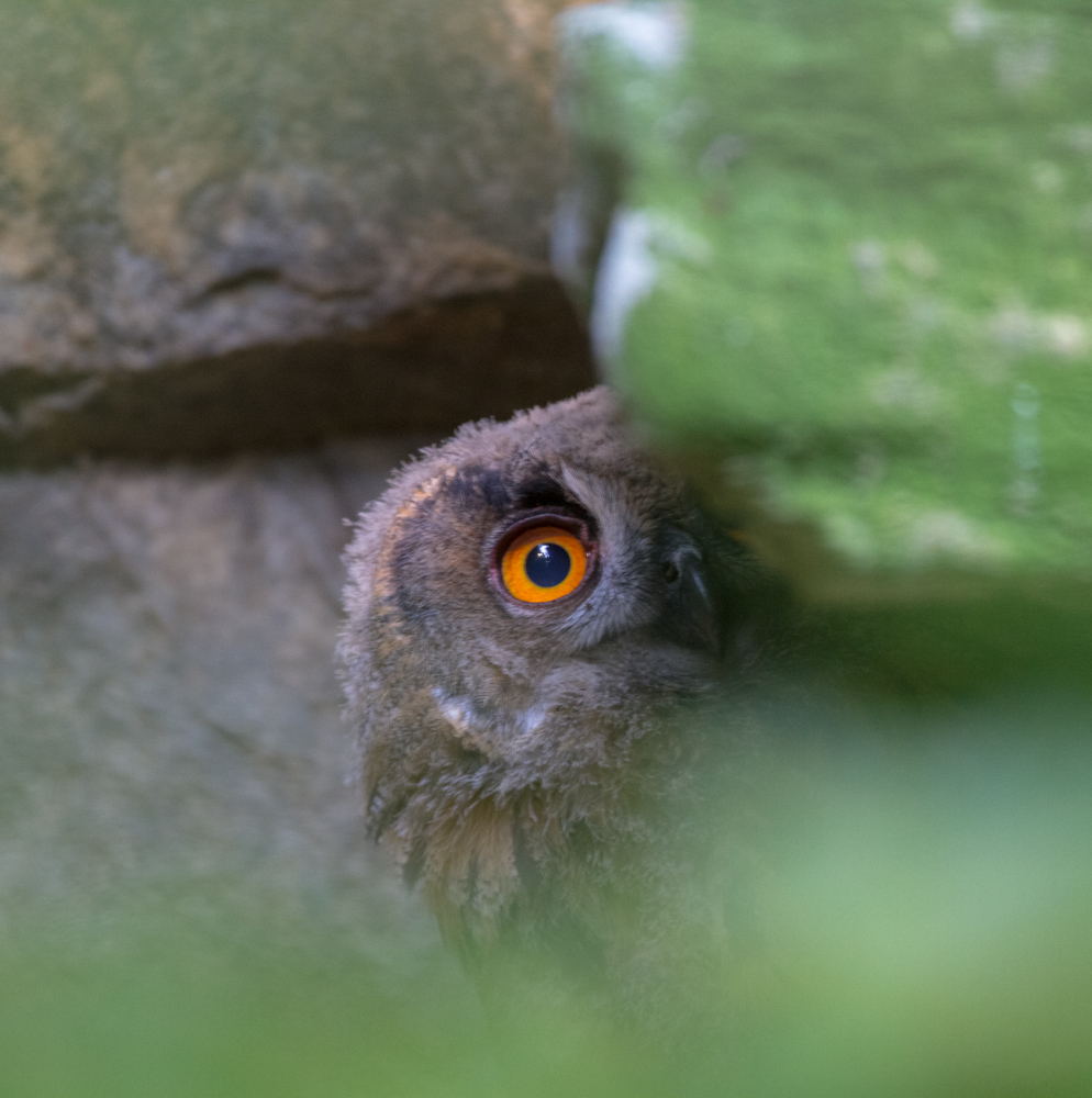 Einen Blick riskieren