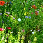 einen "blumigen" Gruß