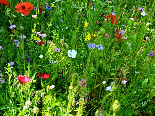 einen "blumigen" Gruß