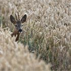 Einen Bock geschossen