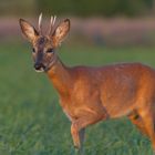 Einen Bock geschossen