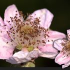 Einen Brombeer, bitte!