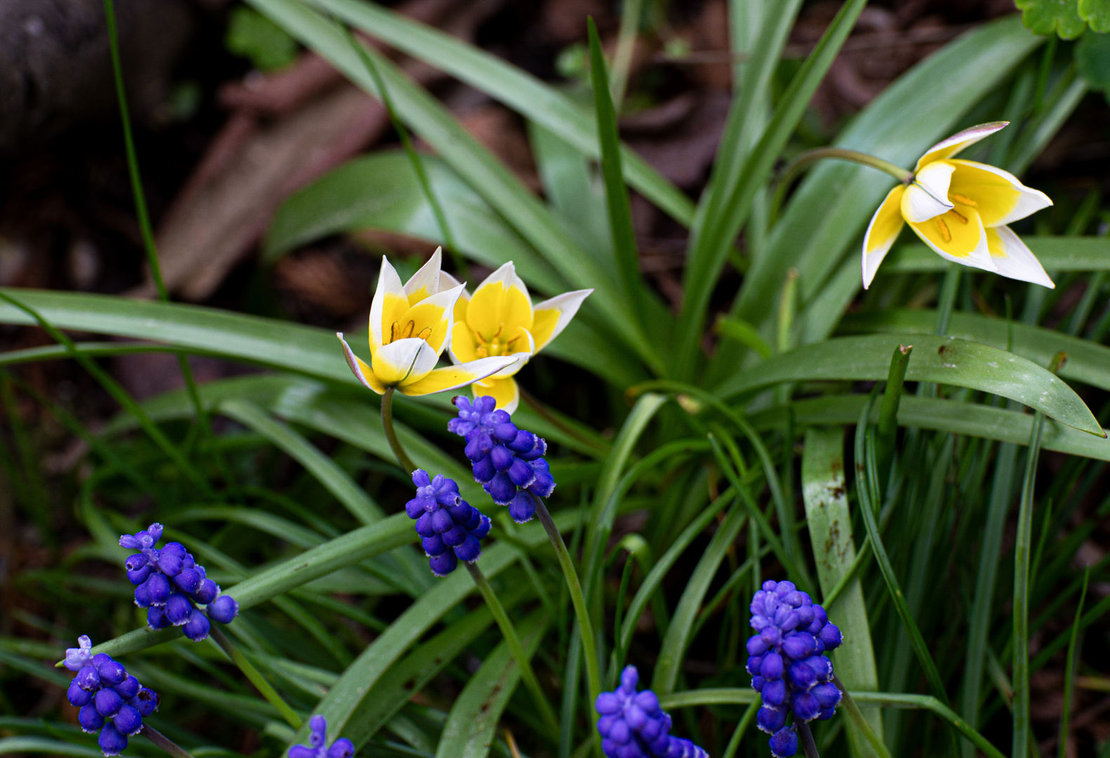 Einen Bruchteil Garten