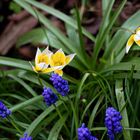 Einen Bruchteil Garten