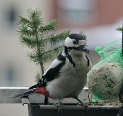 Einen Buntspecht als Gast auf dem Balkon...