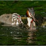 Einen dicken Fang (2) ... 