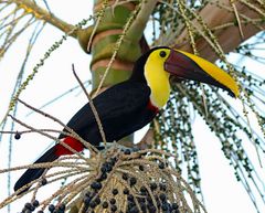 Einen Farben-Gruß aus Costa Rica.