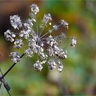 Einen farbenfrohen und sonnigen Novembertag....